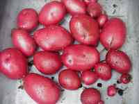 red duke of york potatoes, grown in container